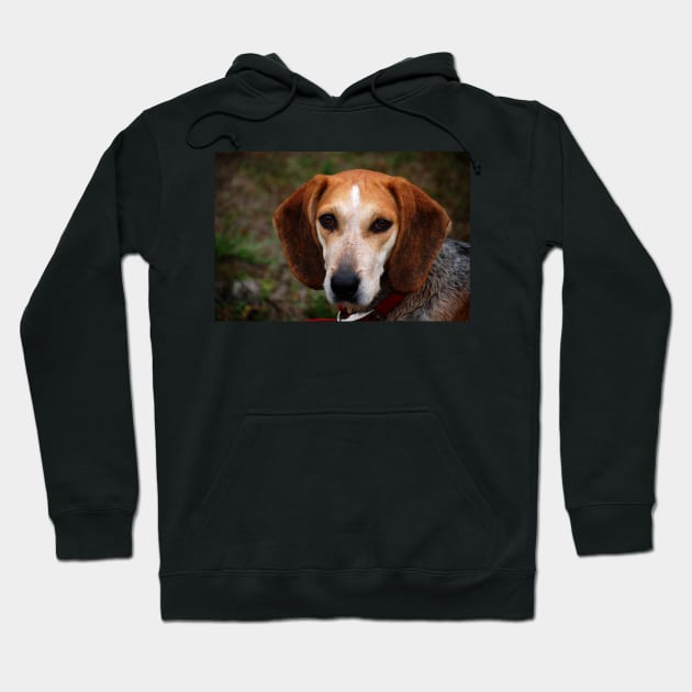 Beagle fourth Hoodie by Wanderingangel